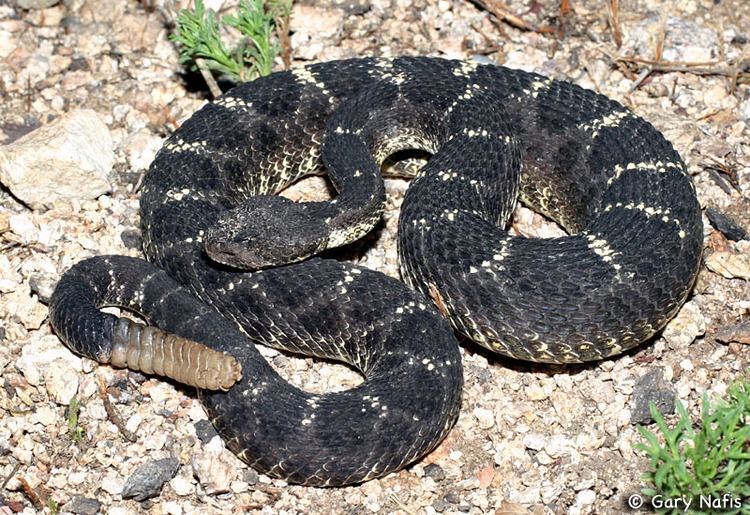 Crotalus oreganus cerberus Crotalus oreganus cerberus Arizona black rattlesnake Crotalus