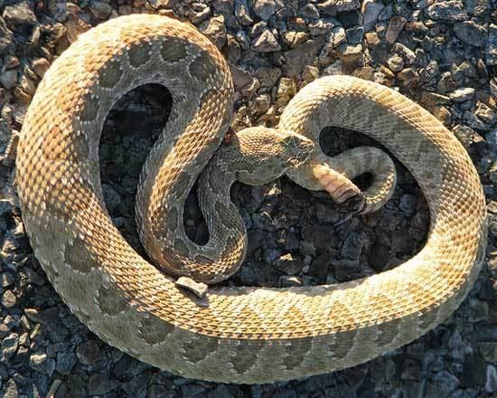 Crotalus oreganus concolor Snake Species Crotalus oreganus concolor Midget Faded Rattlesnake