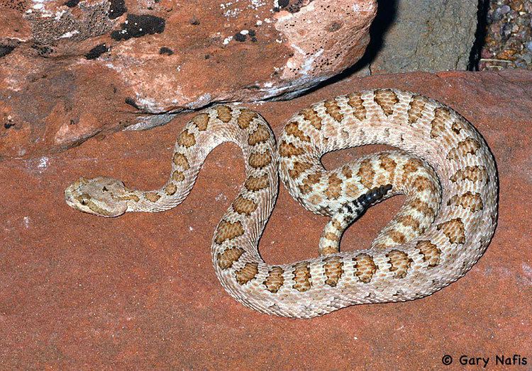 Crotalus oreganus concolor Midget Faded Rattlesnake Crotalus oreganus concolor