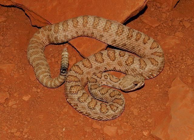 Crotalus oreganus concolor Midget Faded rattlesnake Crotalus oreganus concolor female n