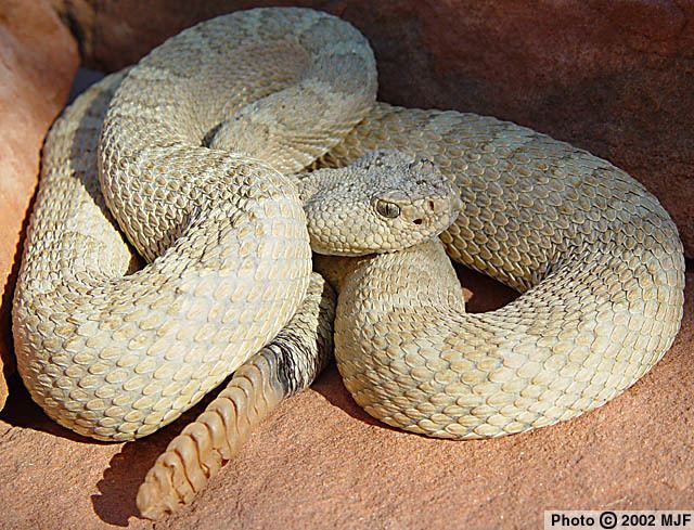 Crotalus oreganus Western Rattlesnake Crotalus oreganus Reptiles of Arizona