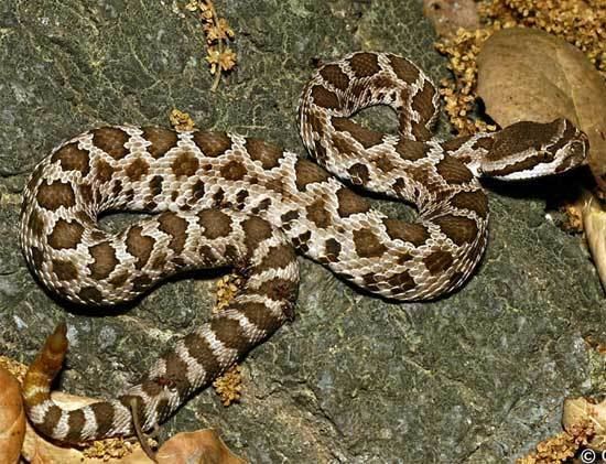 Crotalus oreganus helleri Snake Species Crotalus oreganus helleri Southern Pacific Rattlesnake