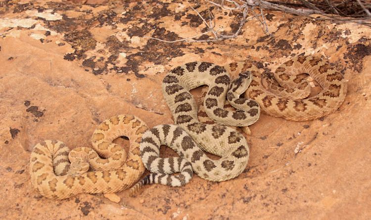 Crotalus oreganus lutosus Great Basin Rattlesnakes Crotalus oreganus lutosus Flickr