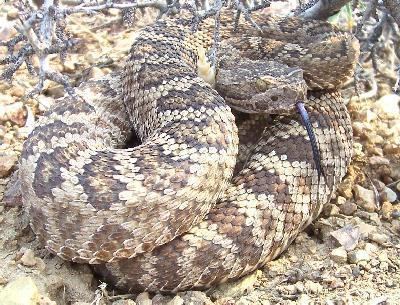 Crotalus oreganus lutosus Southwestern Center for Herpetological Research Snakes of the