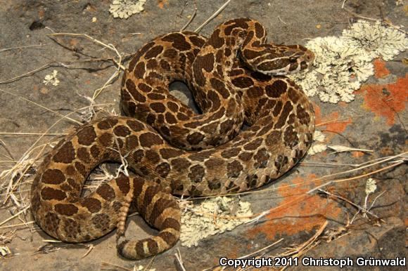 Crotalus Polystictus - Alchetron, The Free Social Encyclopedia