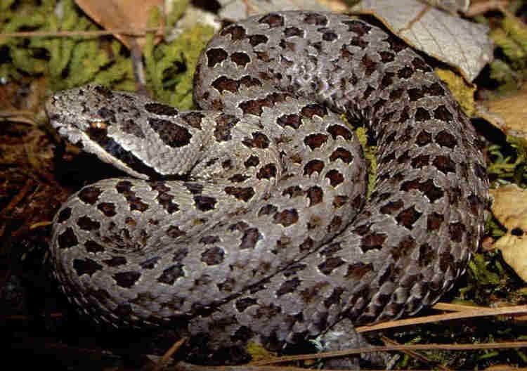 Crotalus pricei Twinspotted Rattlesnake Tucson Herpetological Society