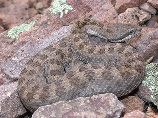 Crotalus pricei Crotalus pricei Twinspotted Rattlesnake Discover Life