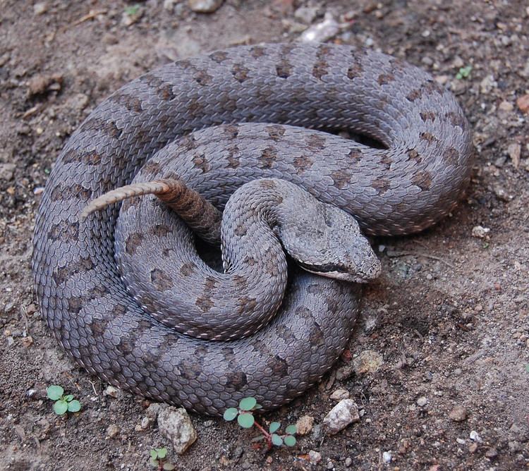 Crotalus pricei Crotalus pricei Ricardo Ramrez Flickr