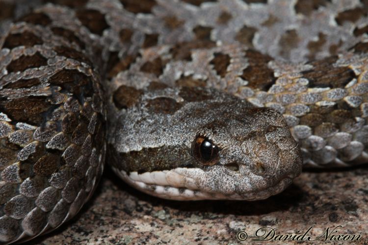 Crotalus pricei CalPhotos