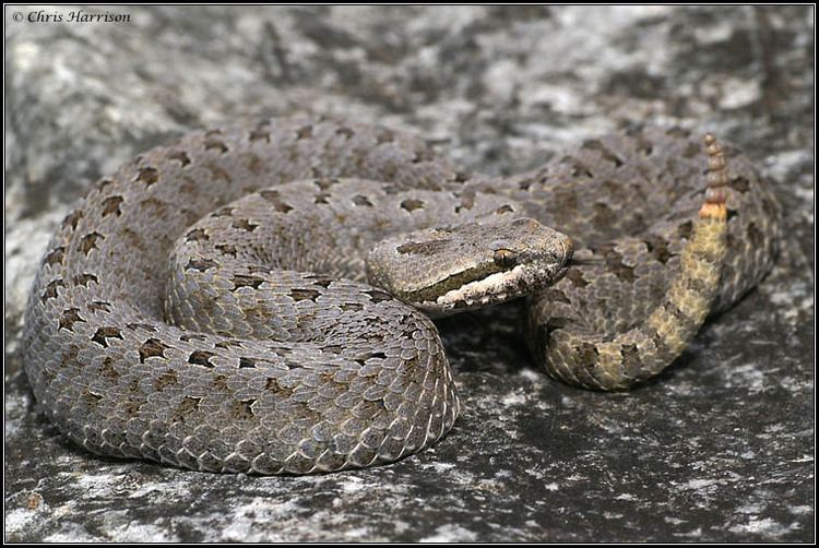 Crotalus pricei Mexico Herping Trip August 2006