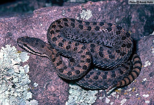 Crotalus pricei wwwreptilesofazorgGraphicsSnakesherpcpricei