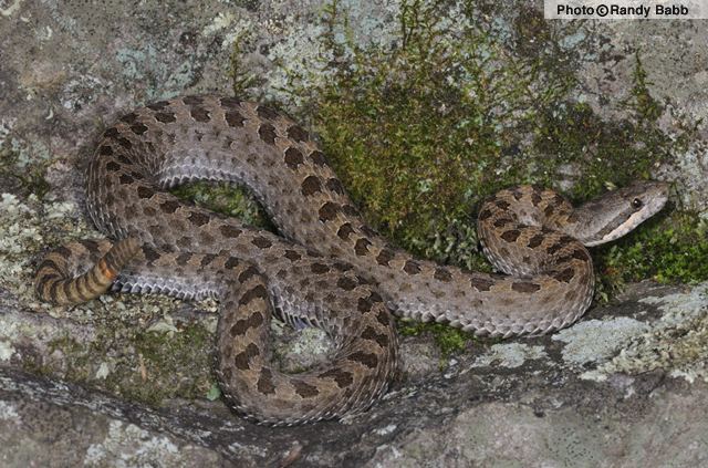 Crotalus pricei Twinspotted Rattlesnake Crotalus pricei Reptiles of Arizona