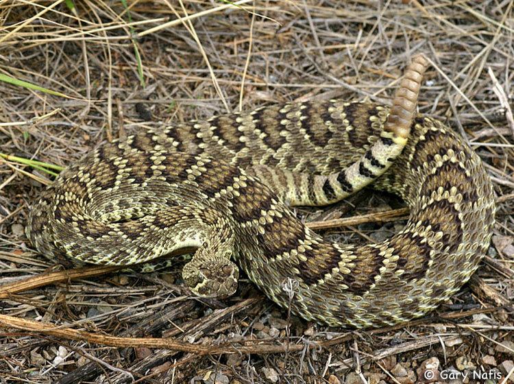 Crotalus scutulatus Northern Mohave Rattlesnake Crotalus scutulatus scutulatus