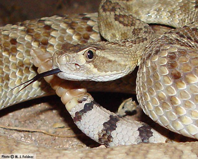 Crotalus scutulatus Mohave Rattlesnake Crotalus scutulatus Reptiles of Arizona