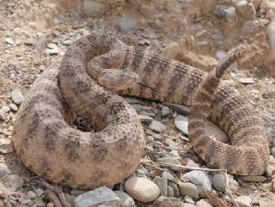 Crotalus tigris Southwestern Center for Herpetological Research Snakes of the