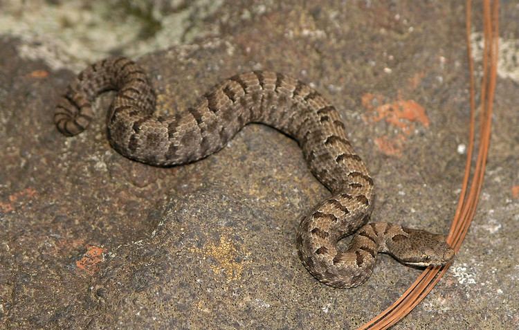 Crotalus transversus Ajuscan Mountain Rattlesnake Crotalus transversus Flickr