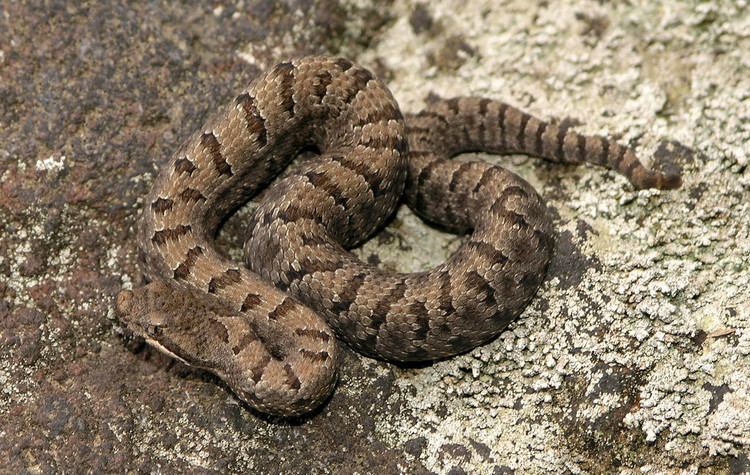 Crotalus transversus Ajuscan Mountain Rattlesnakes Crotalus transversus Flickr