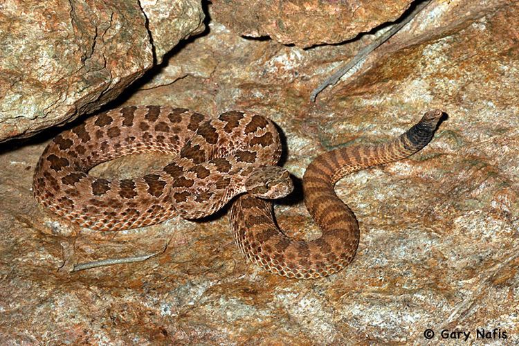 Crotalus viridis nuntius - Alchetron, the free social encyclopedia