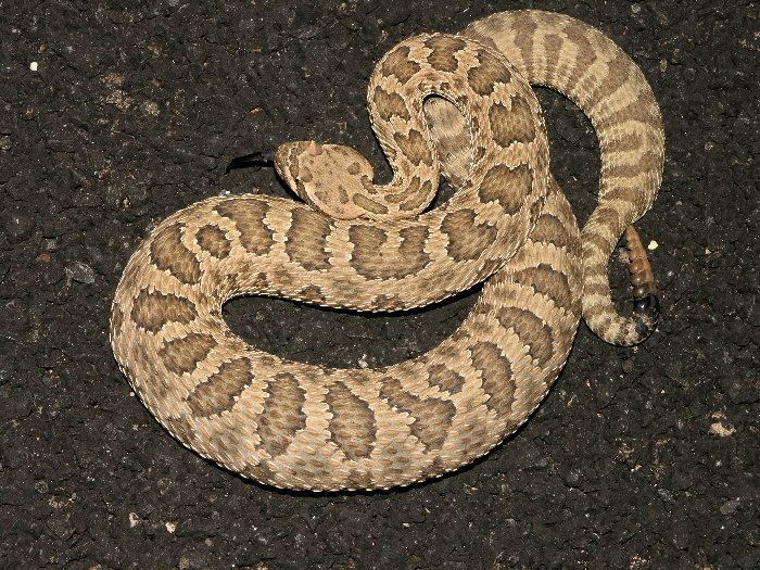 Crotalus viridis nuntius - Alchetron, the free social encyclopedia