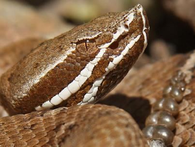 Crotalus willardi Southwestern Center for Herpetological Research Snakes of the