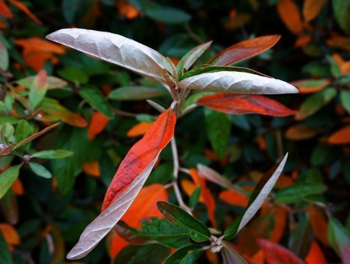 Croton alabamensis Croton alabamensis underused native