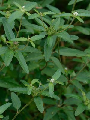 Croton glandulosus - Alchetron, The Free Social Encyclopedia