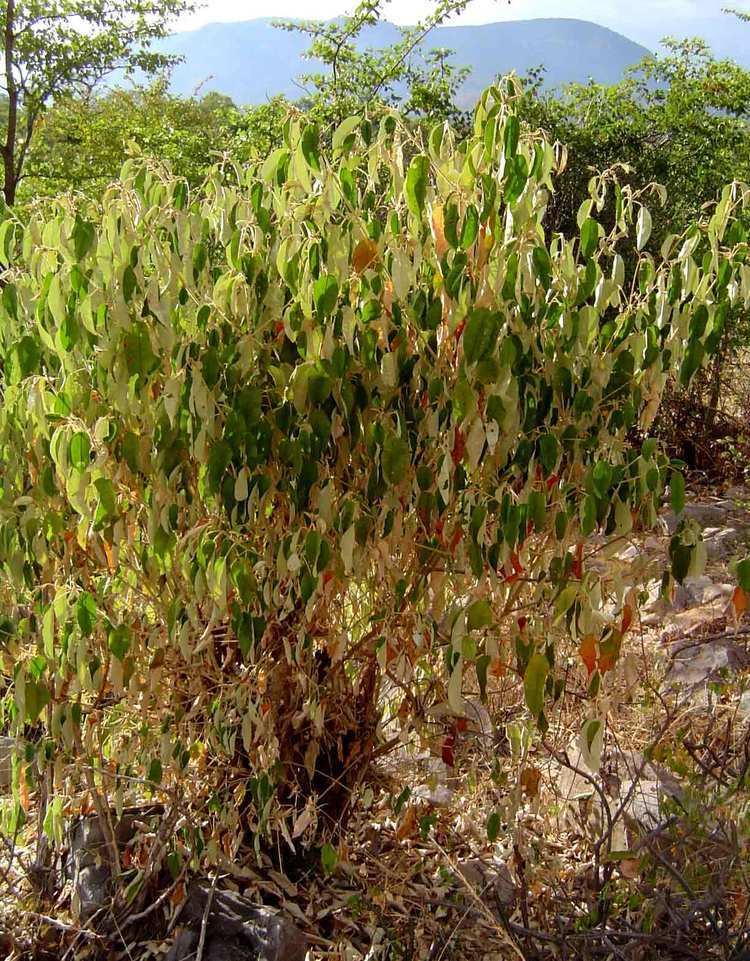 Croton gratissimus Flora of Zimbabwe Species information individual images Croton