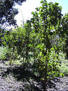 Croton guatemalensis httpsuploadwikimediaorgwikipediacommonsthu