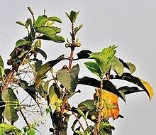 Croton laevigatus httpsuploadwikimediaorgwikipediacommonsthu