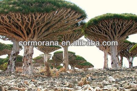 Croton lechleri Sangre De Grado croton LechleriCroton Lechleri ExtractSangre De