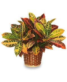 Croton (plant) CROTON PLANT BASKET Codiaeum variegatum pictum All House Plants