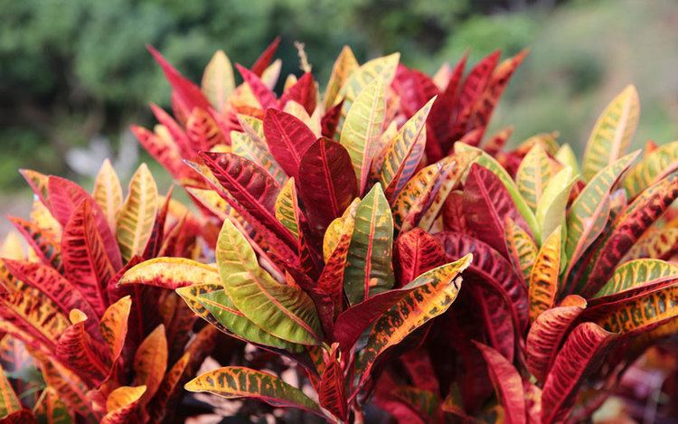 Croton (plant) Croton Plant Care How to Grow and Care for Croton Plants