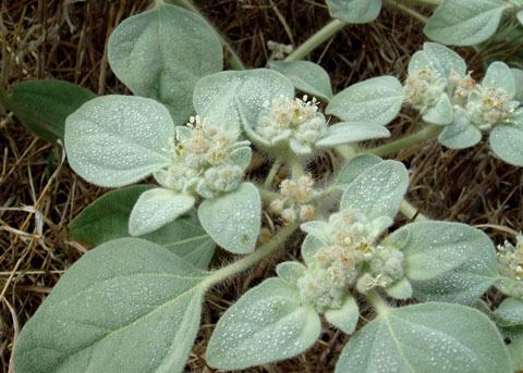 Croton setigerus Doveweed Turkey mullein Croton setigerus