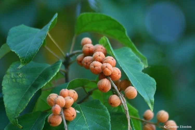 Croton sylvaticus Croton sylvaticus Forest Fever Berry Forest Croton PLANTBOOK