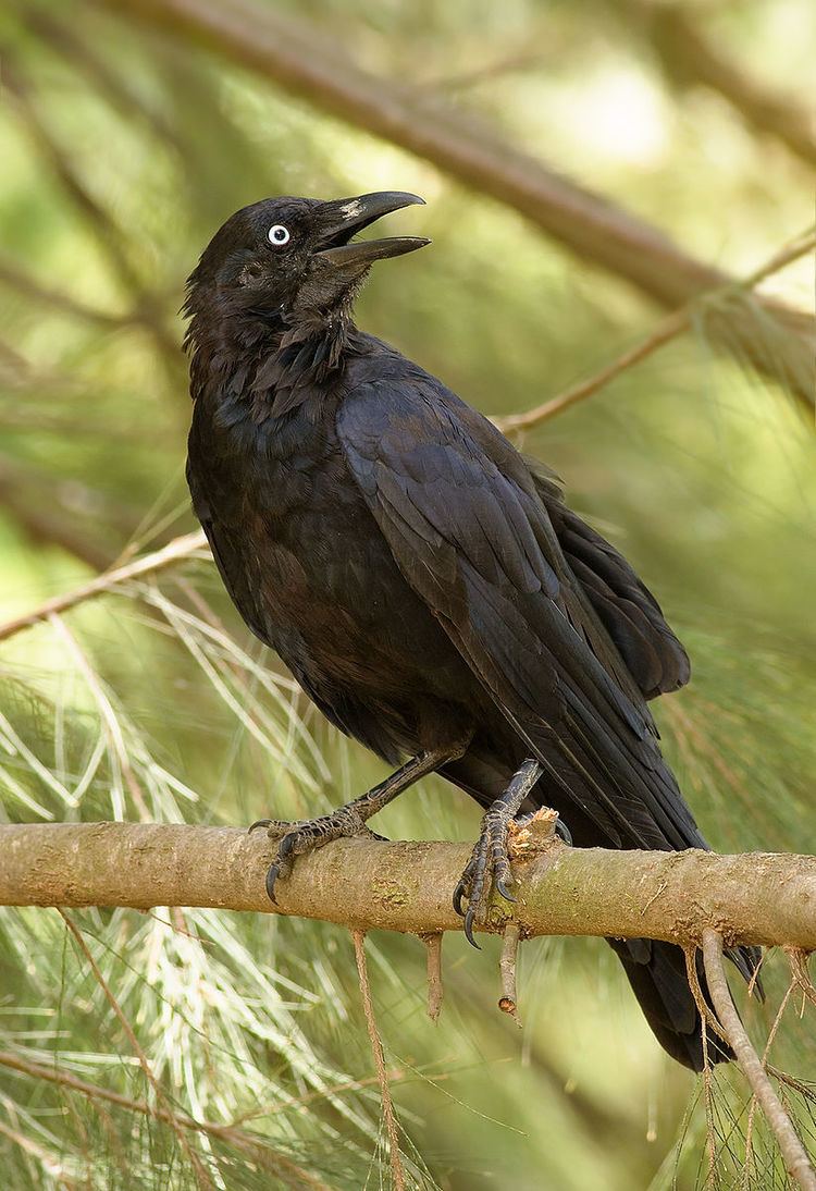 Crow (Australian Aboriginal mythology)