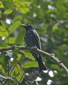Crow-billed drongo httpsuploadwikimediaorgwikipediacommonsthu