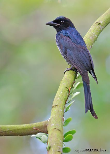 Crow-billed drongo Oriental Bird Club Image Database Crowbilled Drongo Dicrurus