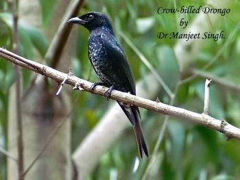 Crow-billed drongo Crowbilled Drongo BirdForum Opus
