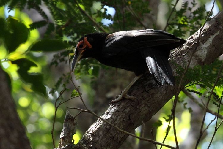 Crow honeyeater File20110920 Riviere de la Bleue Crow Honeyeater ajpg Wikimedia