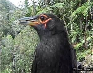 Crow honeyeater More on Gymnomyza aubryana Crow Honeyeater