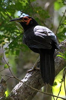 Crow honeyeater httpsuploadwikimediaorgwikipediacommonsthu