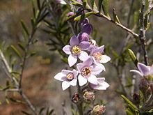 Crowea angustifolia httpsuploadwikimediaorgwikipediacommonsthu