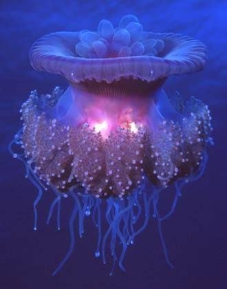 Crown jellyfish Pinterest The world39s catalog of ideas