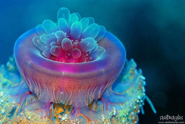 Crown jellyfish 1000 images about Jellyfish on Pinterest Portuguese Blue