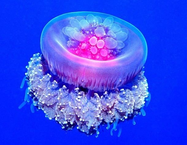 Crown jellyfish Crown Jellyfish Coronatae Imgur Photorator