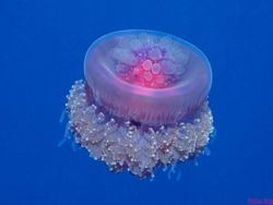 Crown jellyfish creationwikiorgpoolimagesthumbaacCrownjell
