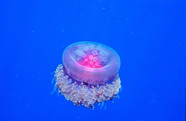 Crown jellyfish High Quality Stock Photos of quotcrown jellyfishquot