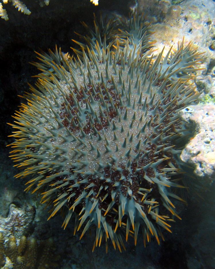 Crown-of-thorns starfish Crownofthorns starfish Wikipedia