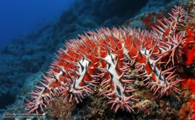 Crown-of-thorns starfish BBC Nature Crownofthorns starfish videos news and facts