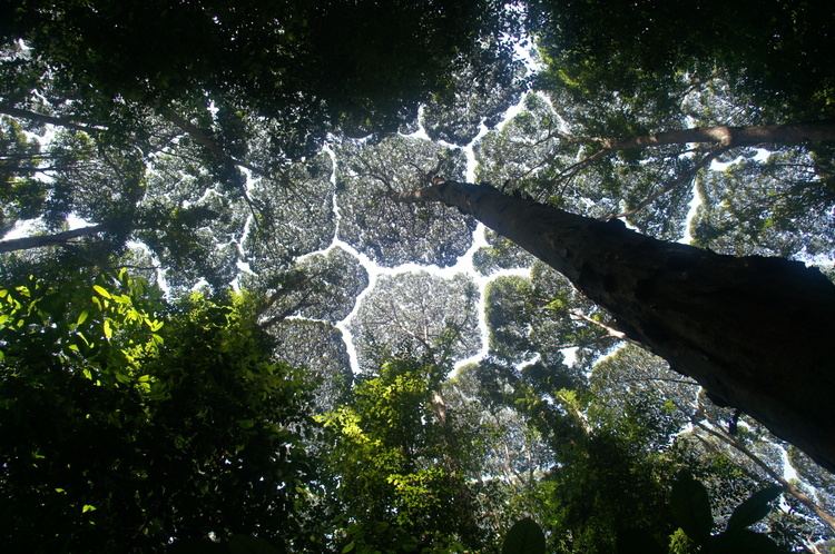 Crown shyness Crown shyness in trees woahdude